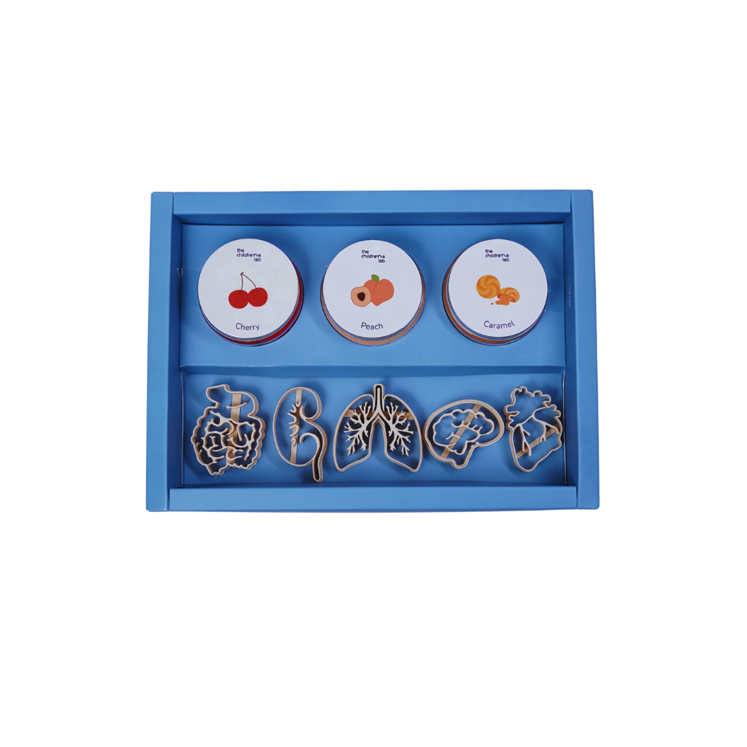 Human Body Organ DoughLab Themed Kit