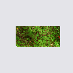 Green rice (1 pack)