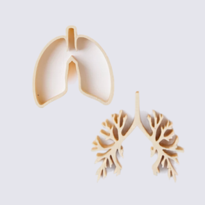 Two part lung set (outer shape and inner bronchial tree) 