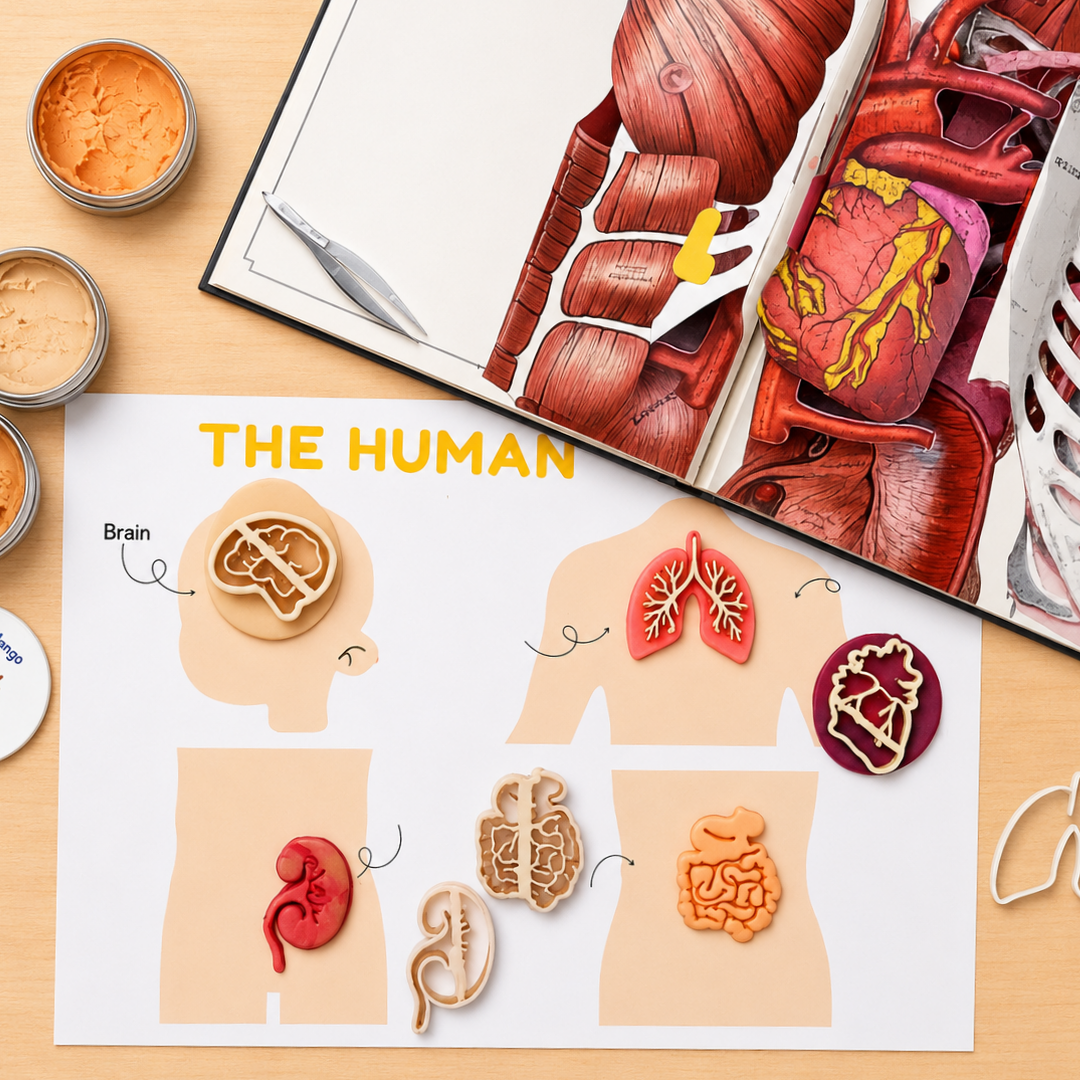 Human Body Organ Eco Cutters