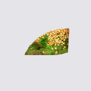 Corn (1 small pack)