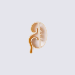Kidney