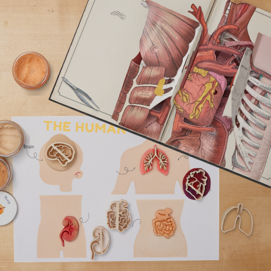Human Body Organ DoughLab Themed Kit
