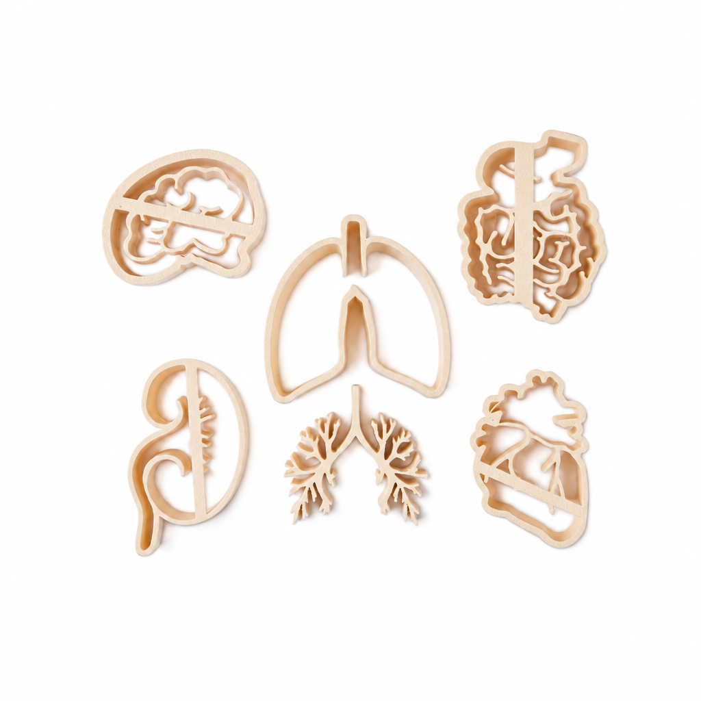 Human Body Organ Eco Cutters
